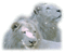 lion blanc - GIF animé gratuit GIF animé