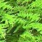 nature111 - Free PNG Animated GIF