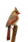 Vogel, Bird - png gratis GIF animado