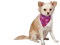chien - zadarmo png animovaný GIF