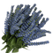 Veronica flowers - GIF animasi gratis