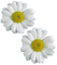 fleur - png gratuito GIF animata