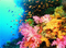 corail - Free PNG Animated GIF