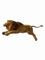 lion bp - Free PNG Animated GIF