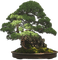 trees bonsai bp - nemokama png animuotas GIF