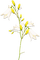 soave deco flowers branch spring yellow white - png grátis Gif Animado