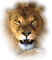 Kaz_Creations Animals Animal Lion - bezmaksas png animēts GIF