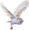 Flying Owl - zdarma png animovaný GIF