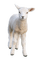 animals katrin - bezmaksas png animēts GIF