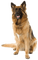 dog,chien - PNG gratuit GIF animé