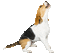 dog hund milla1959 - Bezmaksas animēts GIF animēts GIF
