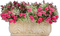 Blumenkasten - gratis png geanimeerde GIF