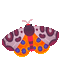 moth by pikaole - Бесплатный анимированный гифка анимированный гифка