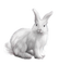 Kaz_Creations Animals Rabbit Hare - besplatni png animirani GIF