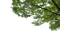 Зеленая ветка - zadarmo png animovaný GIF