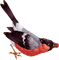 oiseau.Cheyenne63 - Free PNG Animated GIF