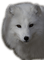 Loup Blanc - png gratis GIF animasi