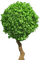 Baum - png gratis GIF animado