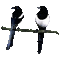 Kaz_Creations Animated  Bird Birds - GIF animado grátis Gif Animado