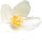 flower deco spring - PNG gratuit GIF animé
