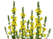yellow milla1959 - nemokama png animuotas GIF