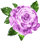 purple rose animated - Besplatni animirani GIF animirani GIF