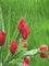 image encre animé effet fleurs pluie tulipes edited by me - GIF animé gratuit GIF animé