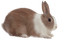 Kaz_Creations Rabbit - 免费PNG 动画 GIF
