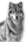 wolf katrin - Free PNG Animated GIF