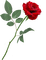 red rose - бесплатно png анимированный гифка