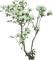 fleurs - безплатен png анимиран GIF