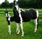 chevaux - δωρεάν png κινούμενο GIF