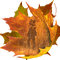 Feuille - Free PNG Animated GIF