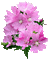 flor - 無料のアニメーション GIF アニメーションGIF