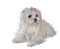dulce cães - 免费PNG 动画 GIF