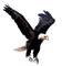 eagle - gratis png animerad GIF