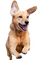 chien - PNG gratuit GIF animé