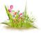 Tulips.Pink.Orange - PNG gratuit GIF animé