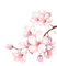 blossom - kostenlos png Animiertes GIF