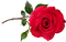 rose ruusu kukka flower fleur - darmowe png animowany gif