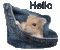 hello hamster - GIF animate gratis GIF animata