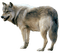 wolf - ilmainen png animoitu GIF