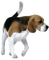 Kaz_Creations Dogs Dog Pup 🐶