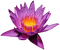 lotus.Cheyenne63 - png gratis GIF animado