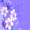 kikkapink flowers background gif fond - Gratis geanimeerde GIF geanimeerde GIF