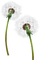 Kaz_Creations Deco Flowers Dandelion Flower