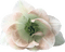 pink flower-minou52 - bezmaksas png animēts GIF