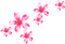 Flowers.Pink - zadarmo png animovaný GIF