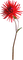Fleur Rouge:) - Free PNG Animated GIF