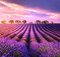 Rena Lavendelfeld Hintergrund - δωρεάν png κινούμενο GIF
